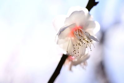 Close-up of white flower