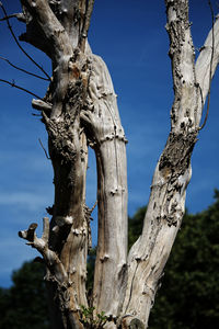 Low angle view of bare tree against sky