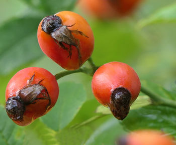 Close-up of strawberry on plant