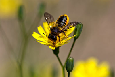 Close-up of bee pollinating on yellow flower