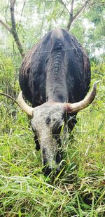 View of an animal on field