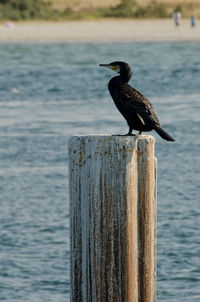 Bird perching on wooden wall