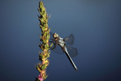 Dragonfly on bud against clear sky