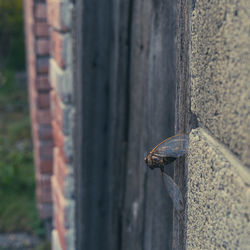 Close-up of insect on wall