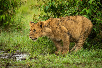 Side view of a cat on grass