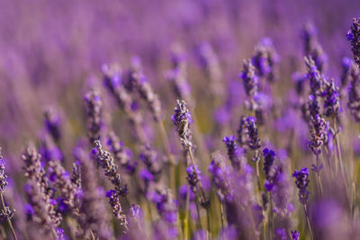 Close-up of purple flowering plants on field