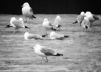 Seagulls flying over lake