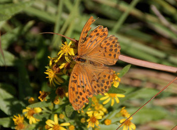 Close-up of butterfly on flower