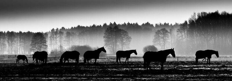 Horses grazing on field against sky during winter