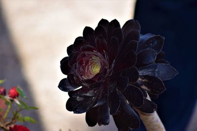 Close-up of wilted flower