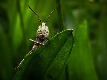 Close-up of insect on leaf