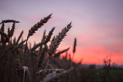 Close-up of plants on field against sky during sunset