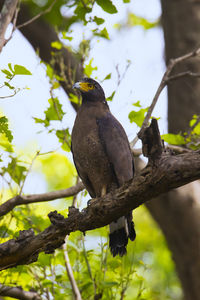 Low angle view of bird perching on branch