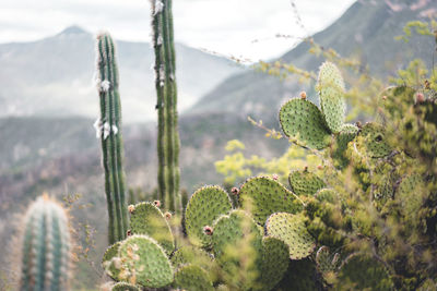 Cacti growing against mountains