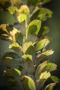 Close-up of fresh green plant