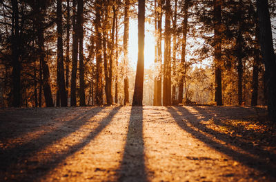 Road amidst trees in forest during autumn