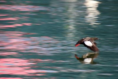 View of birds flying over lake