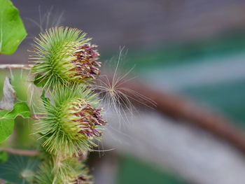 Close-up of succulent plant