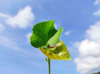 Close-up of green leaves on plant against sky
