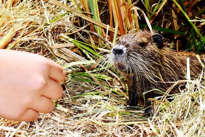Midsection of person holding a animal