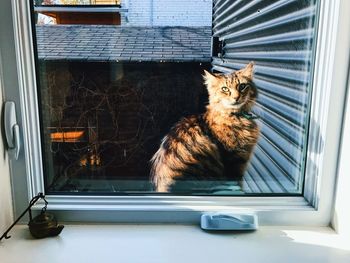 Cat looking through window
