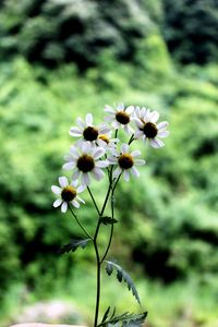 Close-up of flowering plant