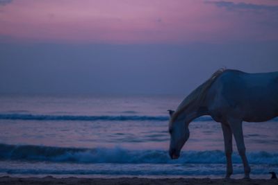 Horse at beach against sky at dusk