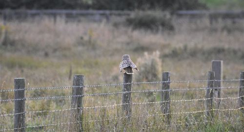 Bird perching on a fence