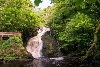 Scenic view of waterfall in forest