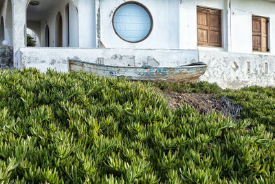 Plants growing outside house on field
