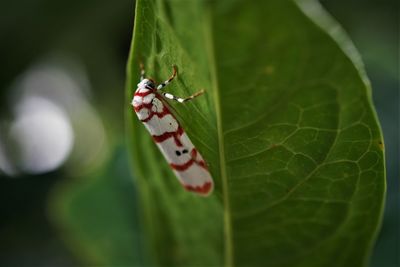 Close-up of insect on leaf