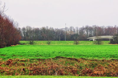 Scenic view of field against clear sky