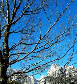 Low angle view of bare trees against blue sky