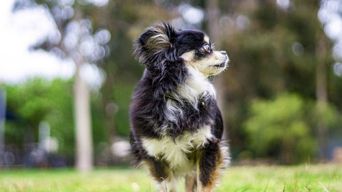 Dog looking away on field