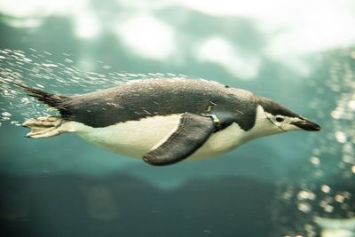 Close-up of penguin swimming in sea