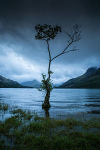 Tree by lake against sky