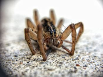 Close-up of spider