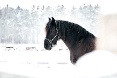 Horse in a snow