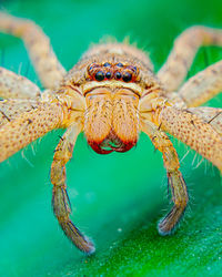 Close-up of spider