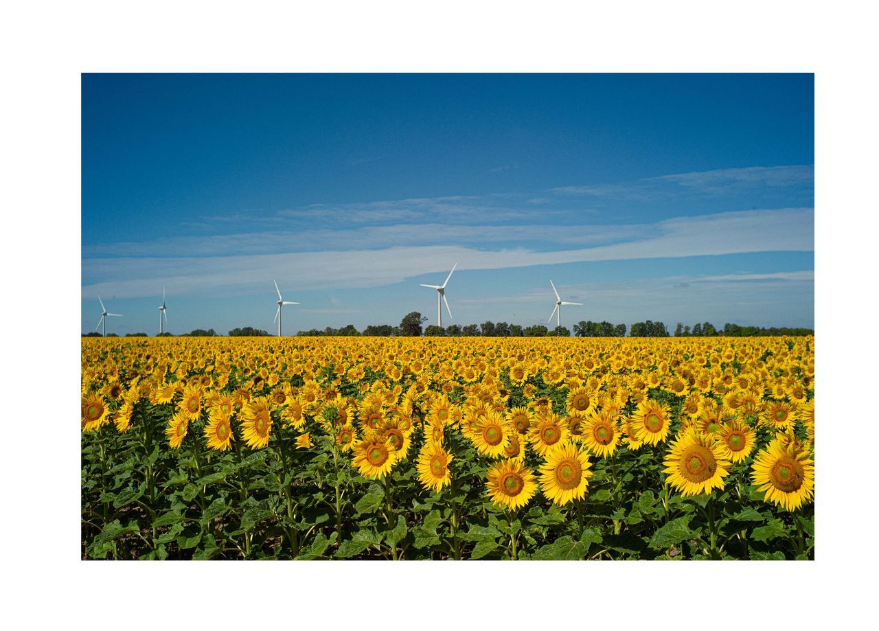 plant, sky, landscape, environment, field, beauty in nature, nature, flower, rapeseed, land, rural scene, agriculture, yellow, plain, growth, flowering plant, scenics - nature, prairie, farm, tranquil scene, oilseed rape, no people, canola, freshness, tranquility, power generation, crop, horizon over land, horizon, wind turbine, turbine, environmental conservation, renewable energy, outdoors, transfer print, day, auto post production filter, copy space, blue, sunflower, wind power, grass, cloud, technology, fragility, springtime, alternative energy, idyllic, produce, grassland, sunlight, clear sky, windmill