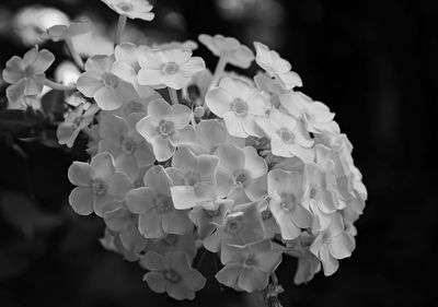 Close-up of white hydrangea on plant
