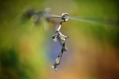 Close-up of barbed wire on plant