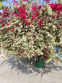 Close-up of red flowering plants in park