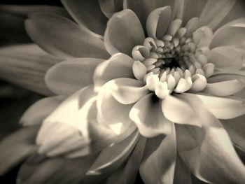 Close-up of dahlia blooming outdoors