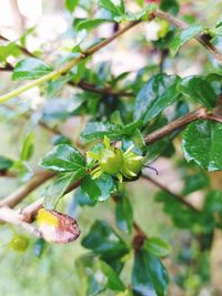 Close-up of berries growing on tree