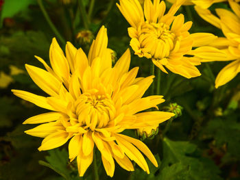 Close-up of yellow chrysanthemums blooming in park