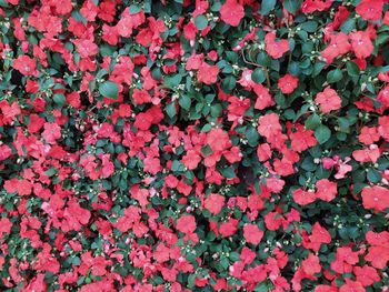 Full frame shot of pink flowering plants