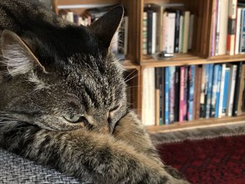 Close-up of a cat resting at home