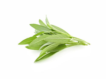 Close-up of green leaves against white background