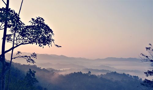 Scenic view of silhouette tree against sky during sunset